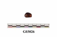 藏品(琥珀)的圖片